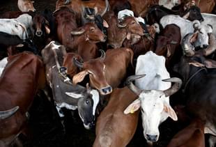 Cows in India (Allison Joyce/Getty Images)