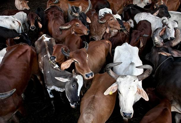 Cows in India (Allison Joyce/Getty Images)