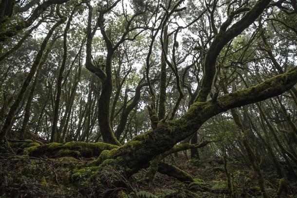 Trees have a life of their own. (Dan Kitwood/GettyImages) 
