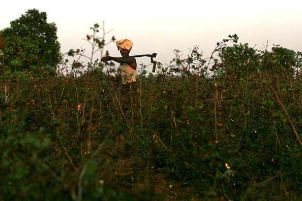 A farmer walks through a cotton field in the village of Sunna in the Vidarbha region of Maharashtra. (Uriel Sinai/Getty Images)