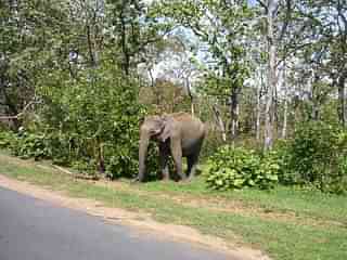 Elephant heading to cross National Highway 67 at the Bandipur National Park (Ambigapathy/Wikimedia Commons)