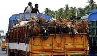 Cattle being transported in an open truck.