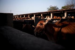 Cows are seen at the Shree Gopala Goshala cow shelter  in Bhiwandi, India (representative image) (Allison Joyce/Getty Images)