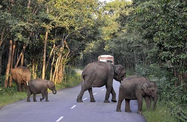 Elephants crossing a highway in Bandipur