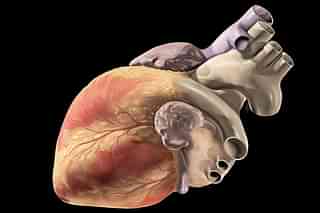 

The Human Heart (Patrick J. Lynch/Wiki Commons)