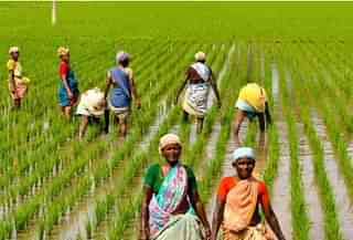 Farmers at a paddy field in India.