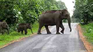 Elephants strolling in Dandeli (Wiki Commons)