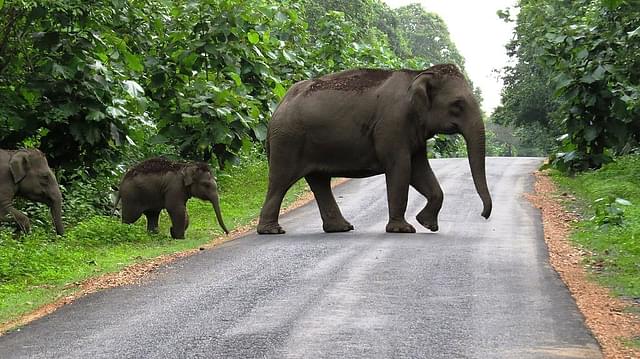 Elephants strolling in Dandeli (Wiki Commons)