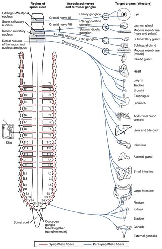 

The vagus nerve’s connections to the body’s parasympathetic nervous system. (Photo Credit: <a href="http://cnx.org/contents/FPtK1zmh@6.27:kQtsmOFO@2/Divisions-of-the-Autonomic-Ner">OpenStax College</a>)