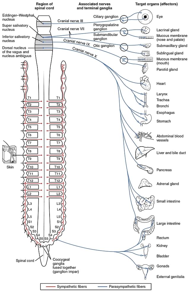 

The vagus nerve’s connections to the body’s parasympathetic nervous system. (Photo Credit: <a href="http://cnx.org/contents/FPtK1zmh@6.27:kQtsmOFO@2/Divisions-of-the-Autonomic-Ner">OpenStax College</a>)