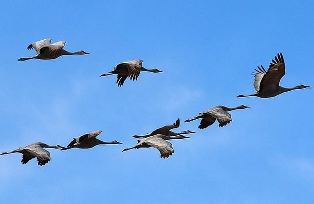 

Migratory birds experience slow-wave sleep