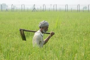 Indian farmer Babu walks with a shovel through his rice field near Amritsar, Punjab. (NARINDER NANU/AFP/Getty Images)