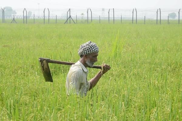 Indian farmer Babu walks with a shovel through his rice field near Amritsar, Punjab. (NARINDER NANU/AFP/Getty Images)