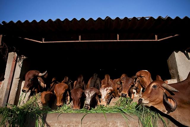 A cow shelter (Allison Joyce/Getty Images)
