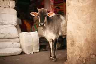A cow is seen in an alley near the local markets in the walled city centre in Jaipur, India. (Mark Kolbe/Getty Images)