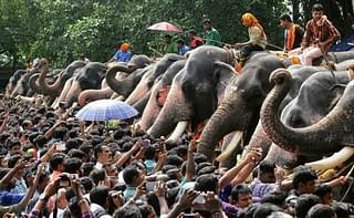 Elephants being fed at Vadakkunnathan Temple In Thrissur.