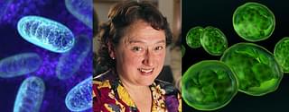 Microbiologist Lynn Margulis proposed endosymbiosis as the process by which the eukaryotic cells acquired mitochondria(left) and chloroplasts (right). Dawkins considered the acceptance of endosymbiosis in mainstream evolution a great achievement.