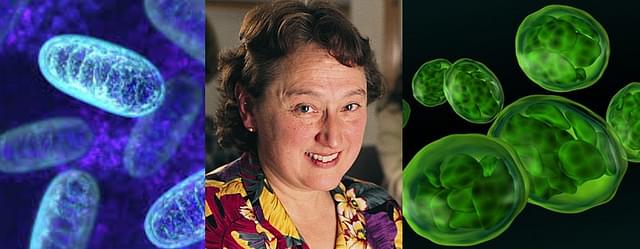 Microbiologist Lynn Margulis proposed endosymbiosis as the process by which the eukaryotic cells acquired mitochondria(left) and chloroplasts (right). Dawkins considered the acceptance of endosymbiosis in mainstream evolution a great achievement.