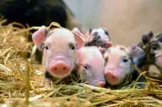Newly born piglets (Jeff J Mitchell/Getty Images)