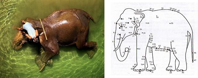 Left:Elephant with Mahout(National Geographic) Right: from&nbsp; ’Marma Chikitsa in Traditional Medicine’ Courtesy: L.S.P.S.S Publication, Chennai<br>