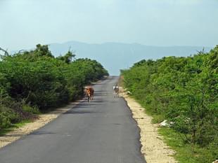 Rural road in Andhra Pradesh, India. 
(WikimediaCommons/McKay Savage)