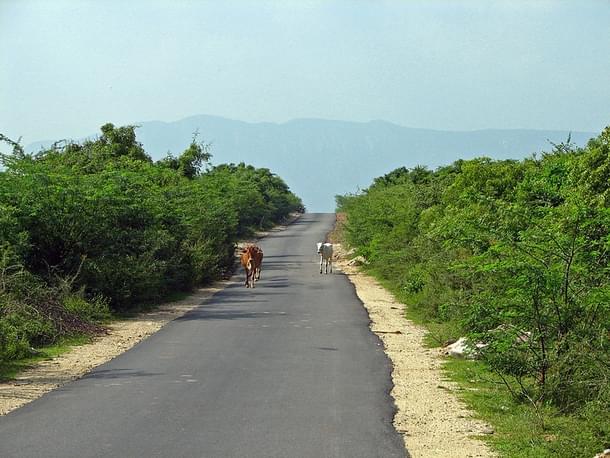 Rural road in Andhra Pradesh, India. 
(WikimediaCommons/McKay Savage)