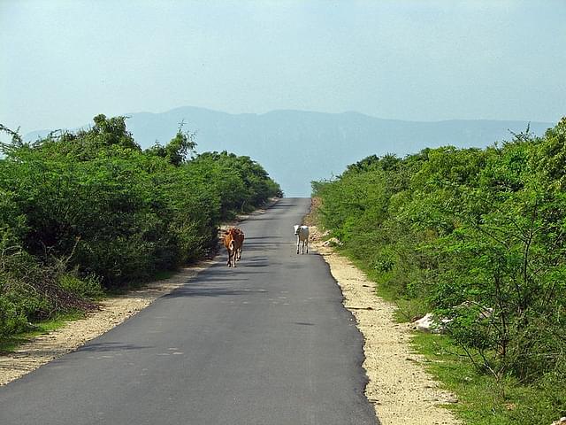 Rural road in Andhra Pradesh, India. 

(WikimediaCommons/McKay Savage)