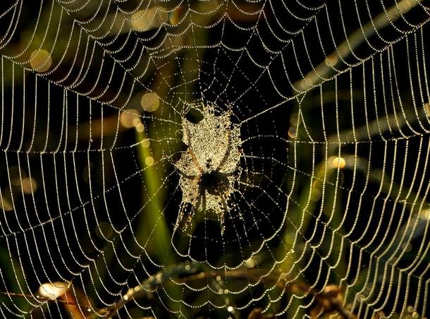 A picture shows the shadow of a spider as he spins a web at sunrise in the village of Krevo, some 100 kms northwest of Minsk, on August 30, 2017 (SERGEI GAPON/AFP/Getty Images)