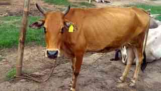 A cow with an Identification Tag in Ranchi (Hindustan Times via Getty Images)