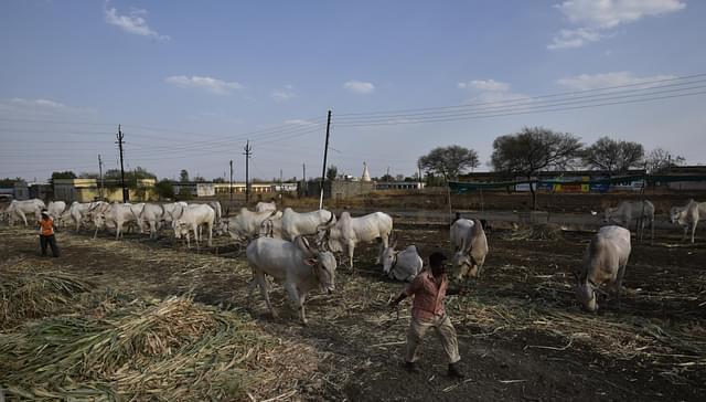 Nilkanteshwar Gadda, a week long cattle market at Killari  in Latur, India. (Anshuman Poyrekar/Hindustan Times via Getty Images)