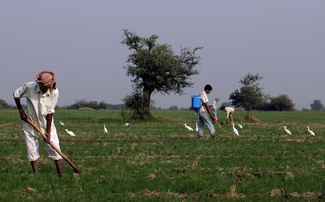 Farming (Kunal Patil/Hindustan Times via Getty Images)