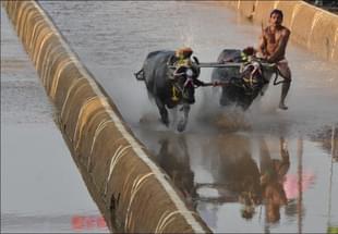 A Kambala race at Pilikula Nisargadhama.