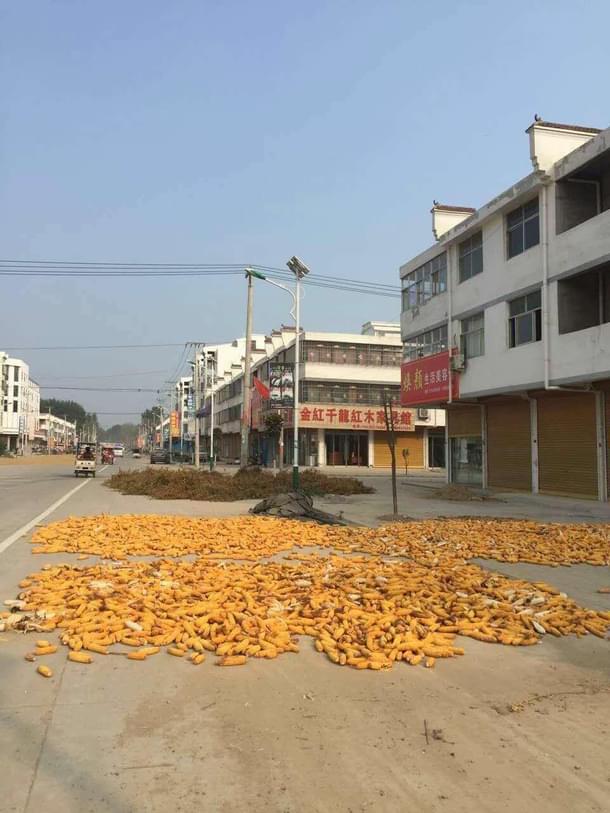 Cotton cobs left on the road to dry