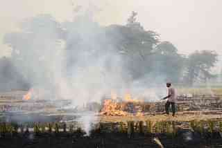Paddy stubble burning (NARINDER NANU/AFP/GettyImages)