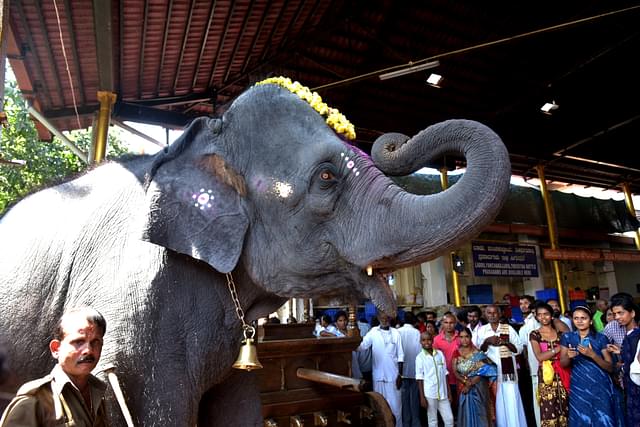 Yashaswini visits the temple along with her three mahouts during pooja hours (Ram Kumar)