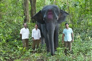 Mahouts accompany Yashaswini on her evening stroll