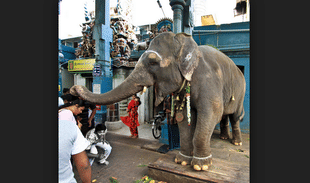 Elephant Lakshmi Prevented of Sri Manakula Vinayagar Temple