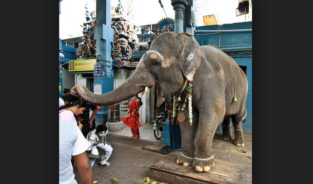 Elephant Lakshmi Prevented of Sri Manakula Vinayagar Temple