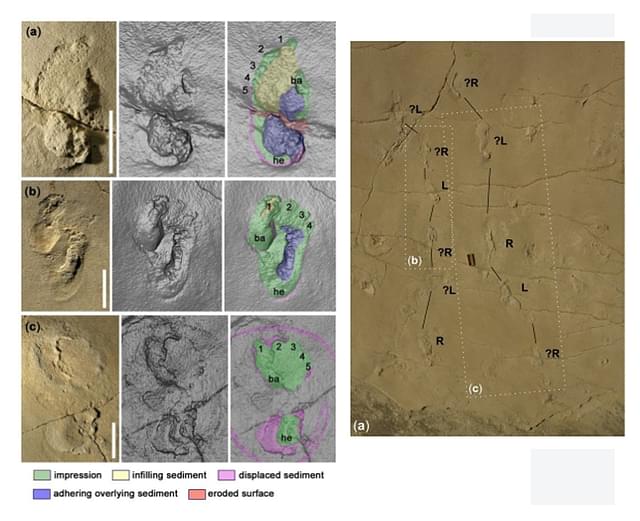 Left: Three most well preserved foot prints&nbsp; Right: The tract with left and right footprints marked. Image courtesy:&nbsp; Gierliński et al., Proceedings of the Geologists’ Association&nbsp;