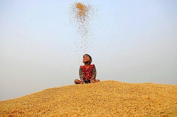 A little boy plays with rice grains during crop harvesting. (Burhaan Kinu /Hindustan Times via Getty Images)