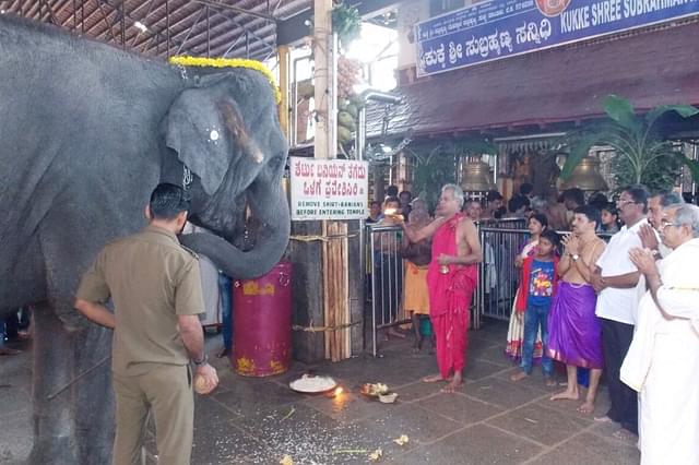 Gaja Pooja being performed to Yashaswini at the annual temple festival