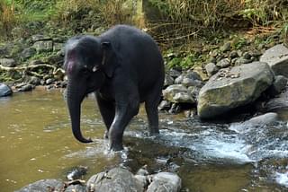 And she heads back home after her evening dip