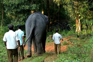 Yashaswini heads for her daily walk with her three mahouts (Ram Kumar)