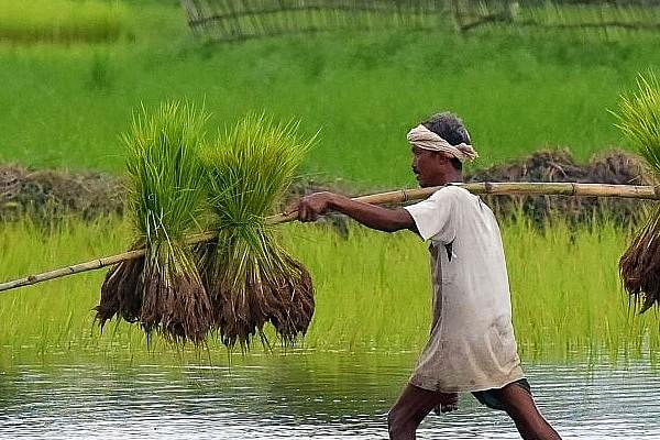 An Indian farmer carries paddy seedlings for planting in his agricultural field. (BIJU BORO/AFP/Getty Images)
