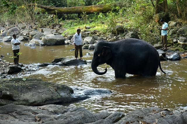 The mahouts watch over as Yashaswini spends time in the rivulet&nbsp;