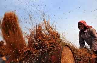 A farmer manually threshes the rice crop on a drum at Suchetgarh village in Jammu, India. (Nitin Kanotra/Hindustan Times via Getty Images)