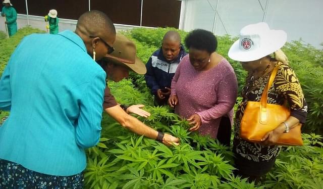 Lesotho’s Minister of Labour and Employment Keketso Rantso(C)  inspects a cannabis farm. (Bokang Mzii via Facebook)
