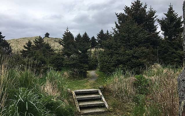 Sitka Spruce plantation in Unalaska, Alaska, United States (REHood/National Parks Service)
