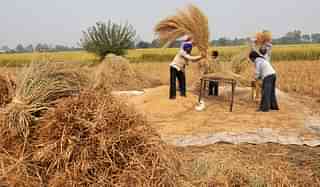 Farmers manually threshing rice. (Nitin Kanotra/Hindustan Times via Getty Images)