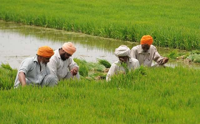 Farmers preparing paddy field near Patiala. (Bharat Bhushan/Hindustan Times via GettyImages)